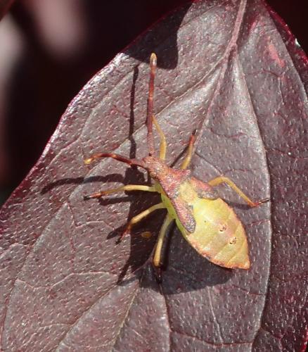 Gonocerus acuteangulatus